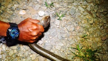 Massive Snake Caught and Relocated
