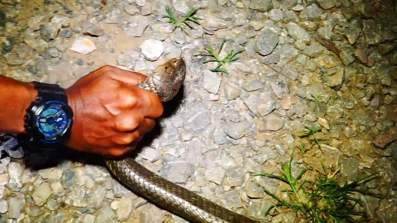 Massive Snake Caught and Relocated