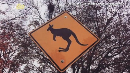 Ohio Residents Upset With Removal Of 'Kangaroo Crossing Sign