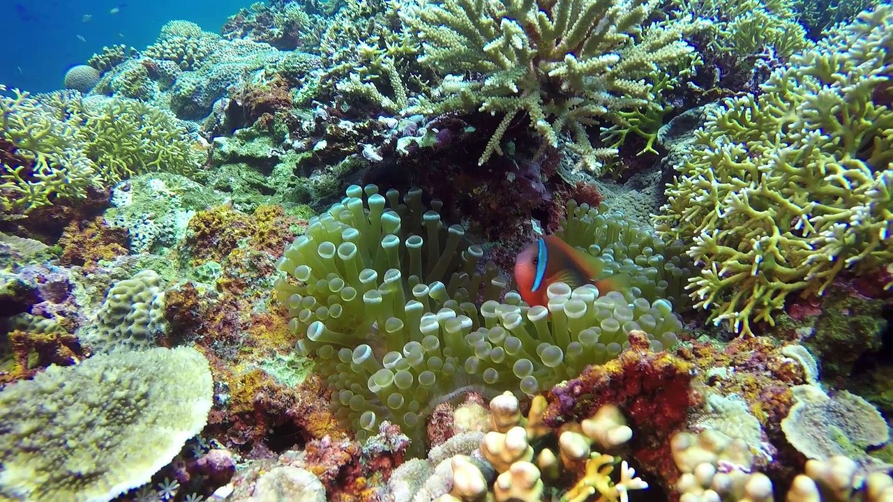 Sport Diver In The Field: Scuba Diving Okinawa, Japan