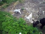 A merry walk with a goat couple of goats plays fun and is very fun