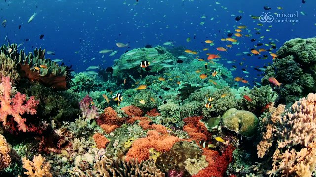 The Enhanced 2018 Sea Hero Program-Sponsored by Seiko Prospex