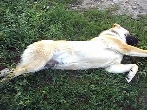 Little Bear Sucks Puppy of Central Asian Shepherd Alabai Life is Beautiful