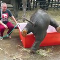 Cet éléphanteau adore prendre son bain mais il n'est pas très agile