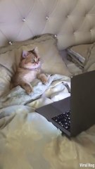 Ce chat est fan de Peppa pig... Trop mignon