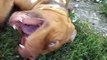 Bordeaux Dane French Mastiff Dangerous games with a huge dog is the best dog for the soul