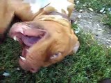 Bordeaux Dane French Mastiff Dangerous games with a huge dog is the best dog for the soul