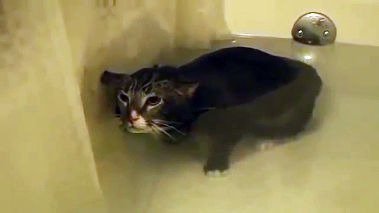Ce chat miaule sous l'eau... Tellement drole