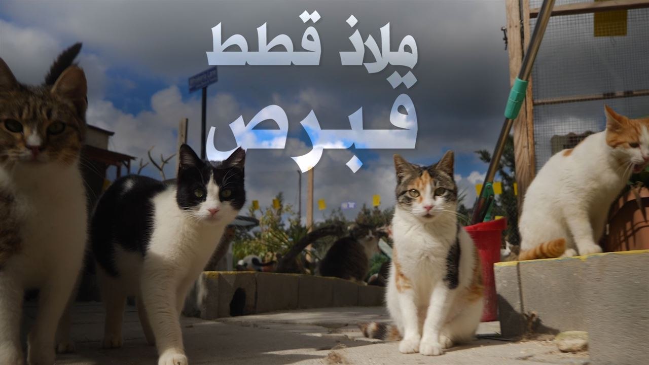 سيدة القطط