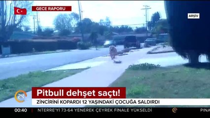 Pitbull dehşet saçtı