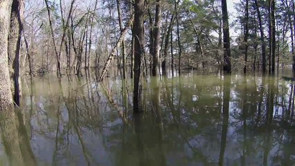 Canoeing In Flooded Forest