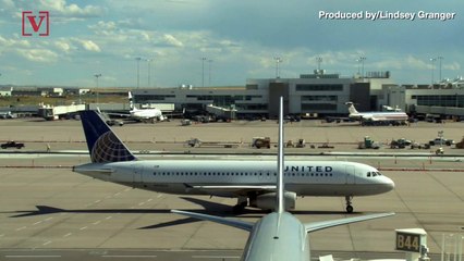 Dog on United Flight Accidentally Sent to Japan