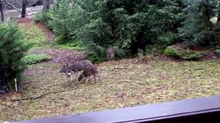 Deer In The Backyard