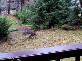 Deer In The Backyard