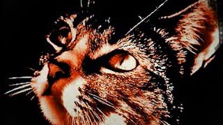cat sounds - katzen miauen - miagolio gatto - miauczenie kota