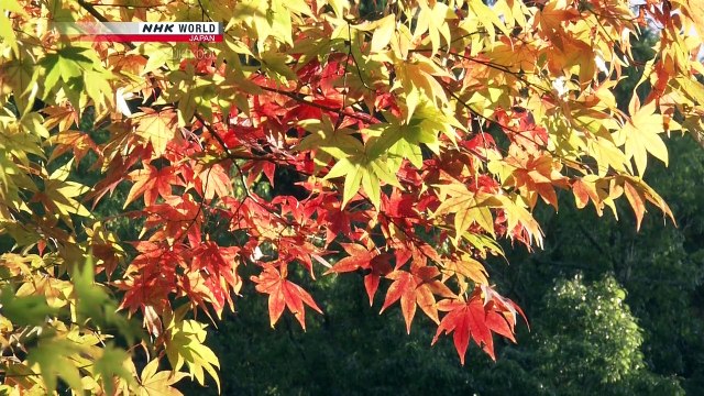 Kabuki Kool 2018 Japans Historic Kabuki Theaters
