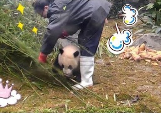 Playful Baby Panda Tries Hard to Distract Keeper From Work