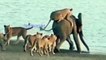 Elephants fight to save their lives from the attacks of lions and crocodiles हाथियों ने शेरों और मगरमच्छों के हमलों से अपने जीवन को बचाने के लिए लड़ाई की