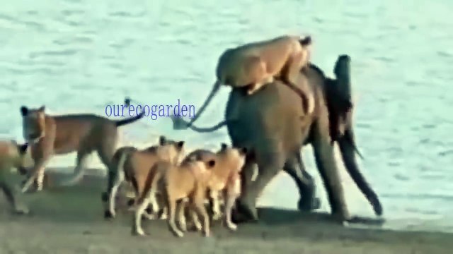 Elephants fight to save their lives from the attacks of lions and crocodiles हाथियों ने शेरों और मगरमच्छों के हमलों से अपने जीवन को बचाने के लिए लड़ाई की