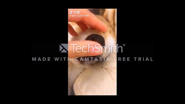 Màn khoe răng của thú cưng khiến CĐM cười nghiêng ngả