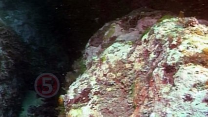 5 УЖАСНЫХ ЖИВОТНЫХ-РОДИТЕЛЕЙ