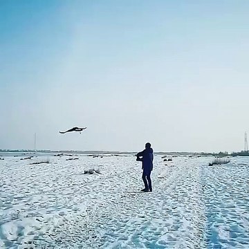 video Golden eagle Bird my best friend vidéo Aigle royal Oiseau video Steinadler Vogel वीडियो गोल्डन ईगल बर्ड