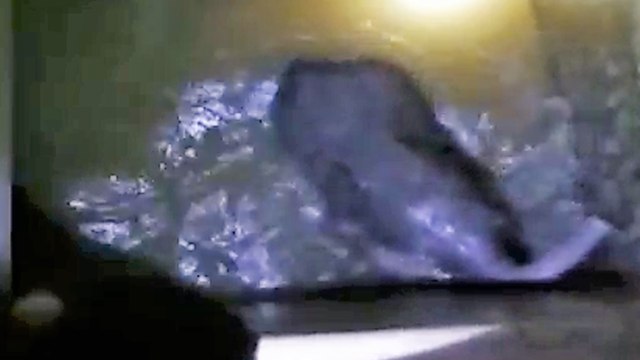 Viral Video: Baby Elephant RECUSED from water tank of Temple in Coimbatore; Watch | Oneindia News
