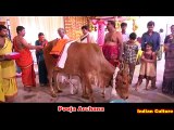 Gau Mata Ki Pooja - Indian Go Pooja - Mother Cow Worship - Culture Of India