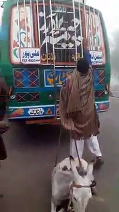 FUNNY - DONKEY TRANSPORT