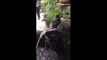 Ce chat a tellement peur de l'eau qu'il fait semblant de boire