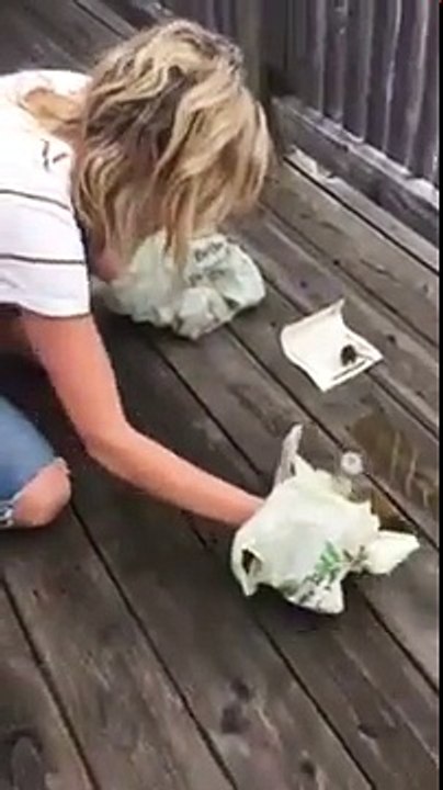 Sauvetage d'une souris attachée à un piège à glue !