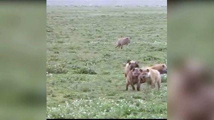 cheetah vs hyena vs deer |Hyena attack leopard fight to death