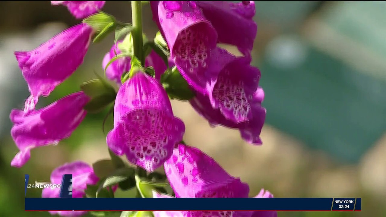 Israël : des plantes bibliques pour soigner
