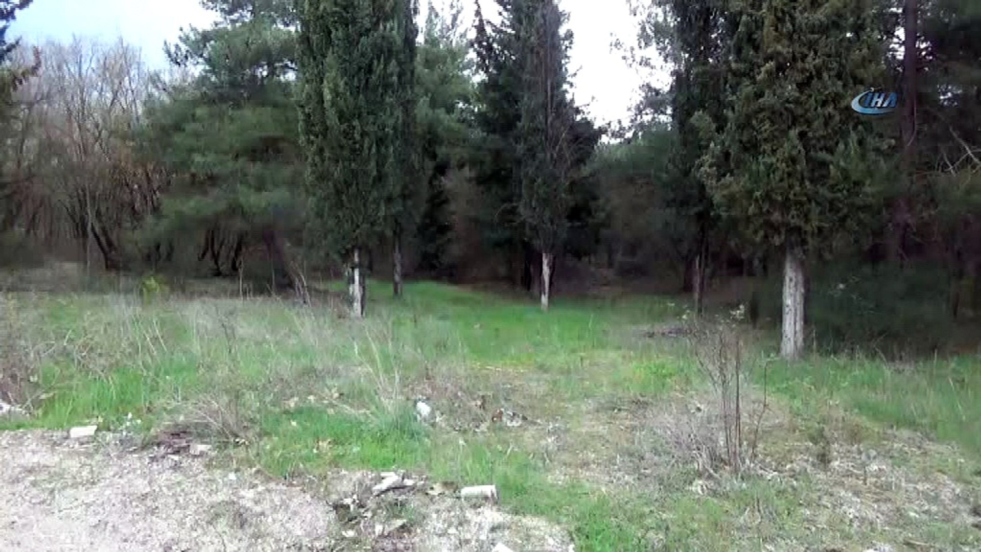 Üniversiteyi yaban domuzu bastı