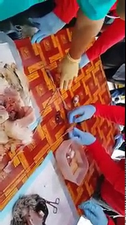 Post Mortem Ayam Kampung