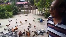 Ayam Hutan, Ayam Kampung, Merak & Merpati