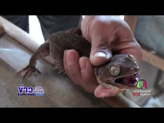 ข่าวแก้จน ตั้งฟาร์มเลี้ยงตุ๊กแก   ข่าวเช้า 27 มี.ค.60