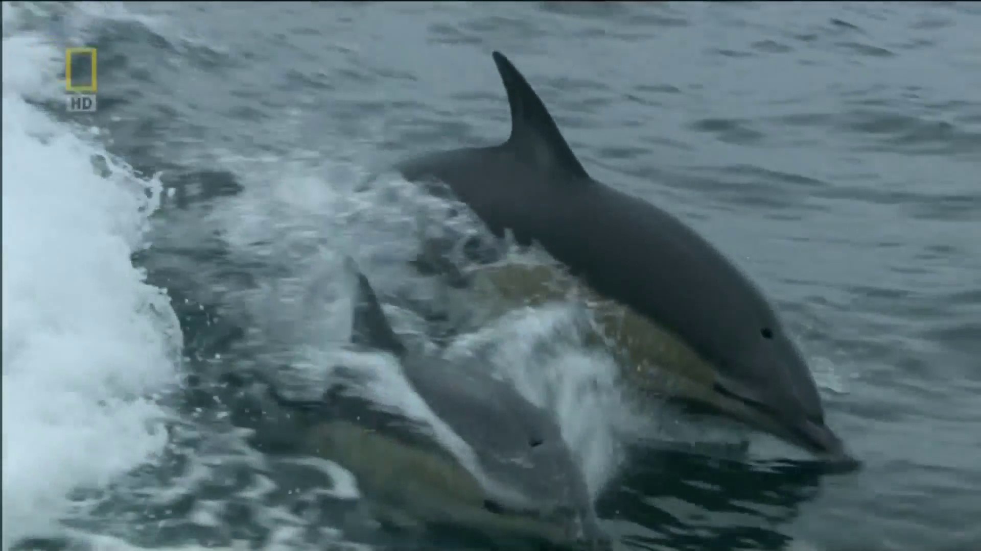 ⁣Animal Planet - Scotland secret wildlife