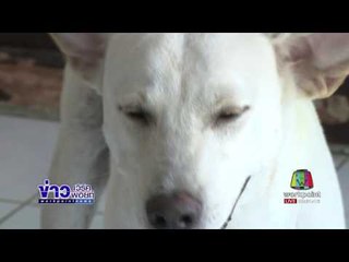 สุนัขยอดกตัญญู เห่าจนปลุก ลุกจับขโมย l ข่าวเวิร์คพอยท์ l 21 เม.ย.60