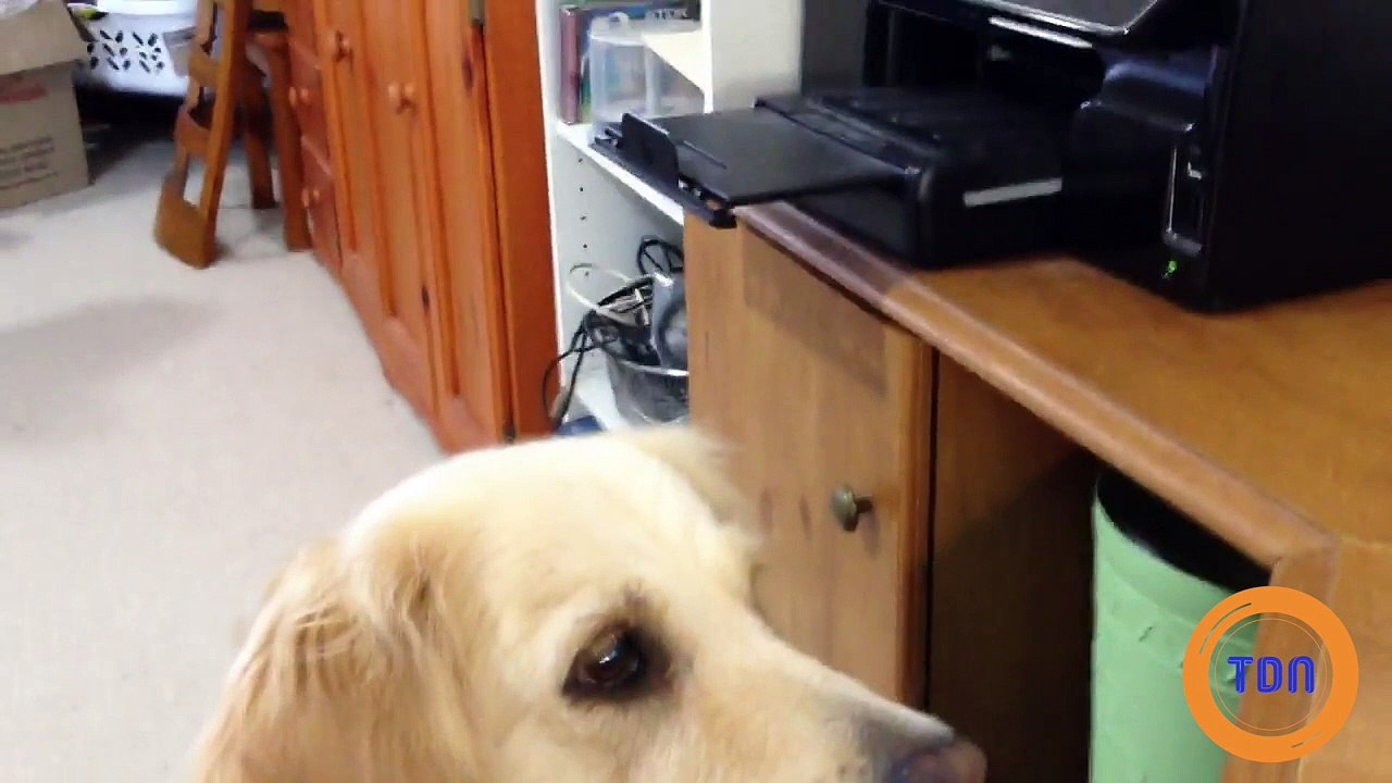 Face à un chiot qui pleure, ce toutou réagit d'une façon très émouvante