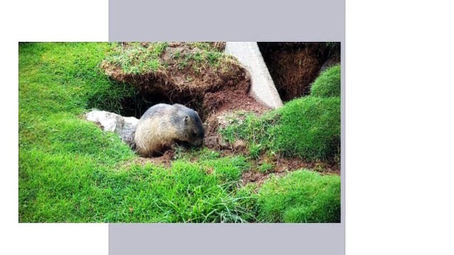 Anaheim termite control | call us 657-258-3050