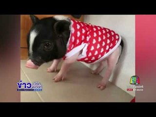 หนุ่มถูกหลอกซื้อหมูแคระมาเลี้ยงผ่านไป 10 เดือนหนัก 150 กก  l ข่าวเวิร์คพอยท์ l 1 พฤษภาคม.60