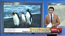 Penguins suffer as Antarctic krill declines
