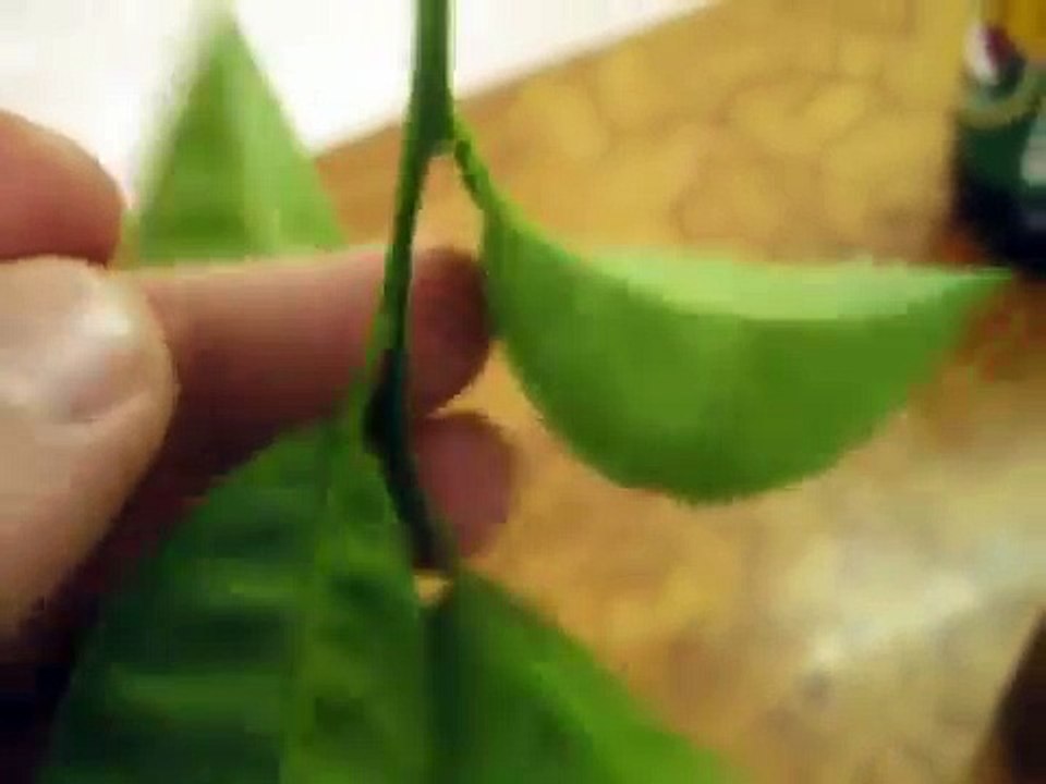 Техника прививки цитрусовых. Technique grafting citrus