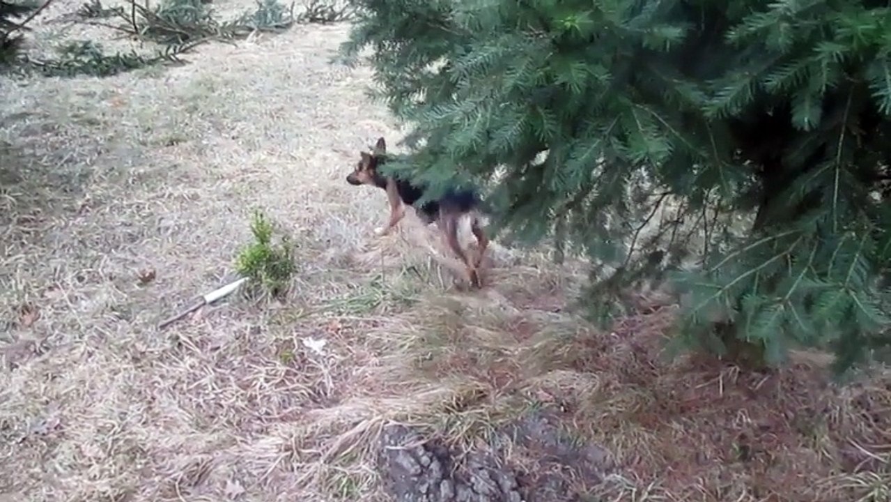Shepher dogs when run