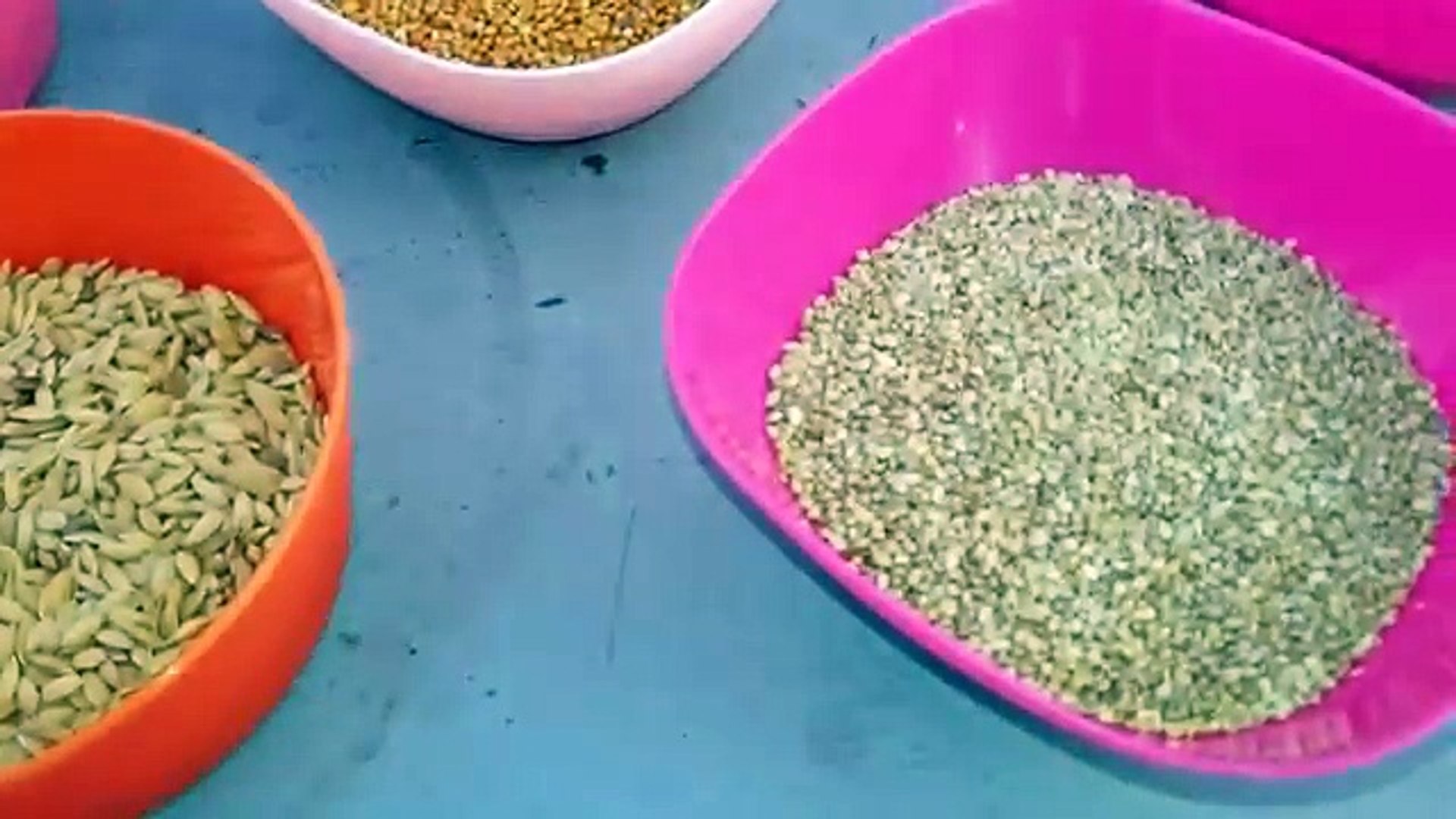 ⁣Budgerigar Food and Nutrition Explained (English Subtitles)