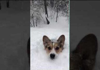 Blanket of Snow No Match for Courageous Corgi