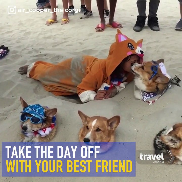 Two words - Corgi & Beach