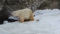 モスクワ動物園のウランゲリ (Mar.13 2018)