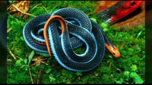 اغرب 10 أفاعي في العالم ﻟﻦ ﺗﺼﺪﻕ ﺍﻧﻬﺎ ﻣﻮﺟﻮﺩﺓ بالفعل !!